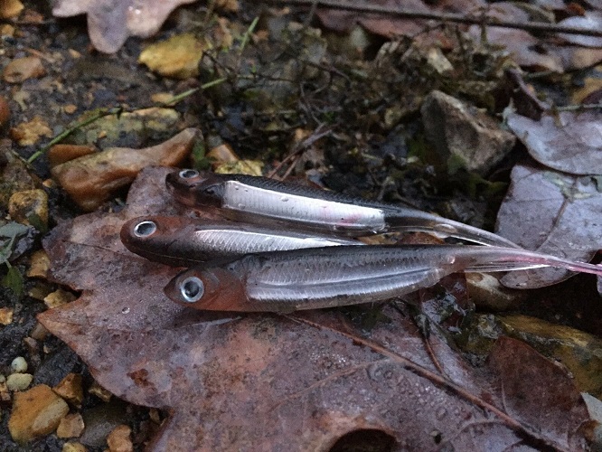 Piniahon Fish pin